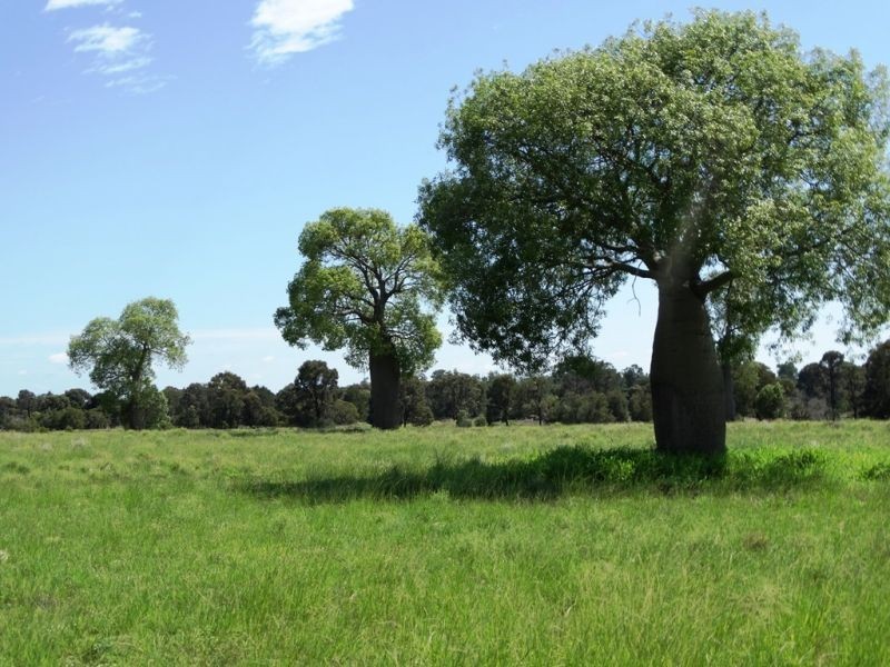 320 ACRES 729 Red Hill Road, Chinchilla QLD 4413