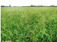 Rangeview 639 Acres, Chinchilla QLD 4413