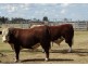 Rangeview 639 Acres, Chinchilla QLD 4413
