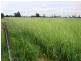 Rangeview 639 Acres, Chinchilla QLD 4413