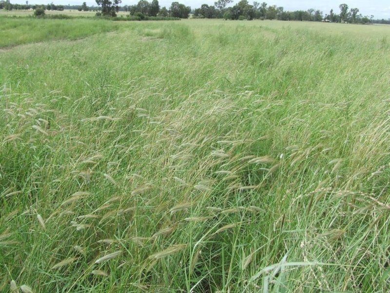 Melrose. Melrose. 640 Acres, Chinchilla QLD 4413