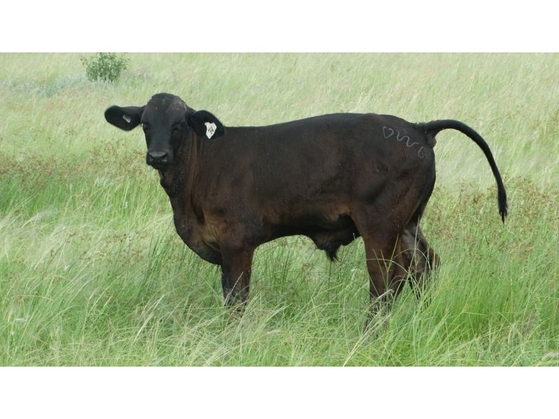 “Lockvoil” 1403 ACRES, Dulacca QLD 4425