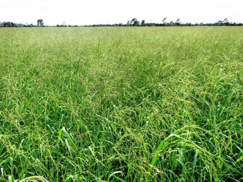 Rangeview & Melrose 1279 Acres, Chinchilla QLD 4413