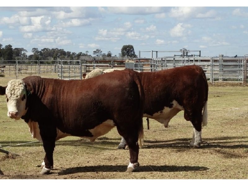 Rangeview & Melrose 1279 Acres, Chinchilla QLD 4413