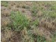 290 ACRES 9 Crystal Creek Road, Kogan QLD 4406