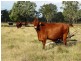 1194 ACRES 567 Hopeland School Road, Chinchilla QLD 4413