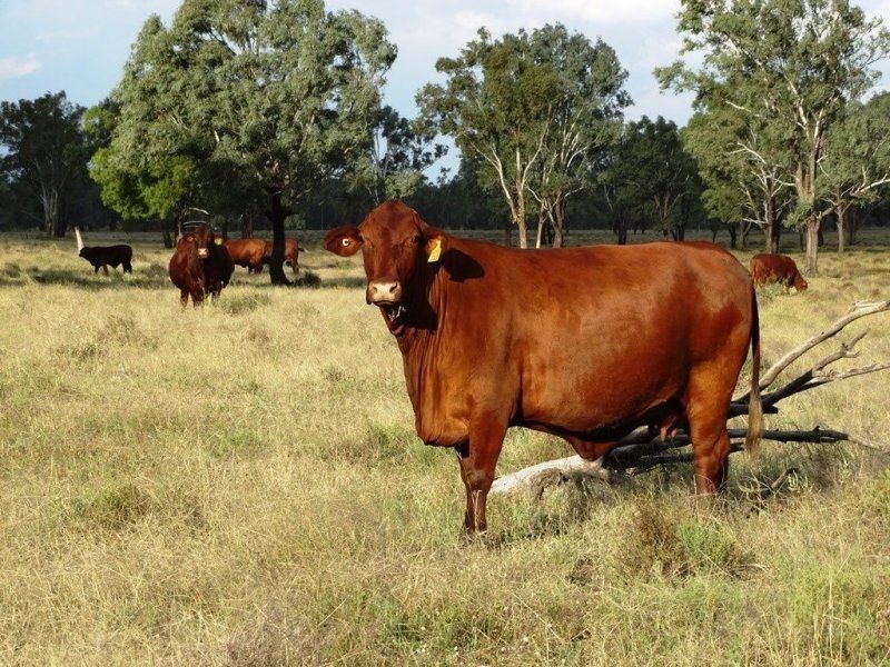 1194 ACRES 567 Hopeland School Road, Chinchilla QLD 4413