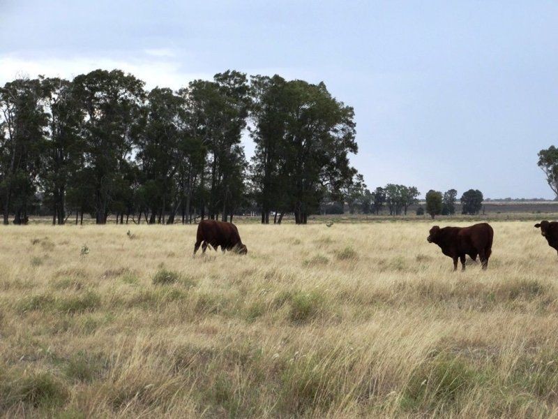 1194 ACRES 567 Hopeland School Road, Chinchilla QLD 4413