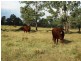 1194 ACRES 567 Hopeland School Road, Chinchilla QLD 4413