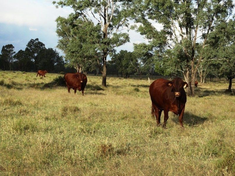 1194 ACRES 567 Hopeland School Road, Chinchilla QLD 4413