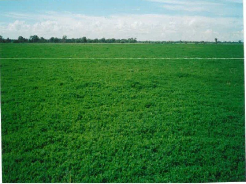 1194 ACRES 567 Hopeland School Road, Chinchilla QLD 4413