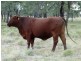 1194 ACRES 567 Hopeland School Road, Chinchilla QLD 4413