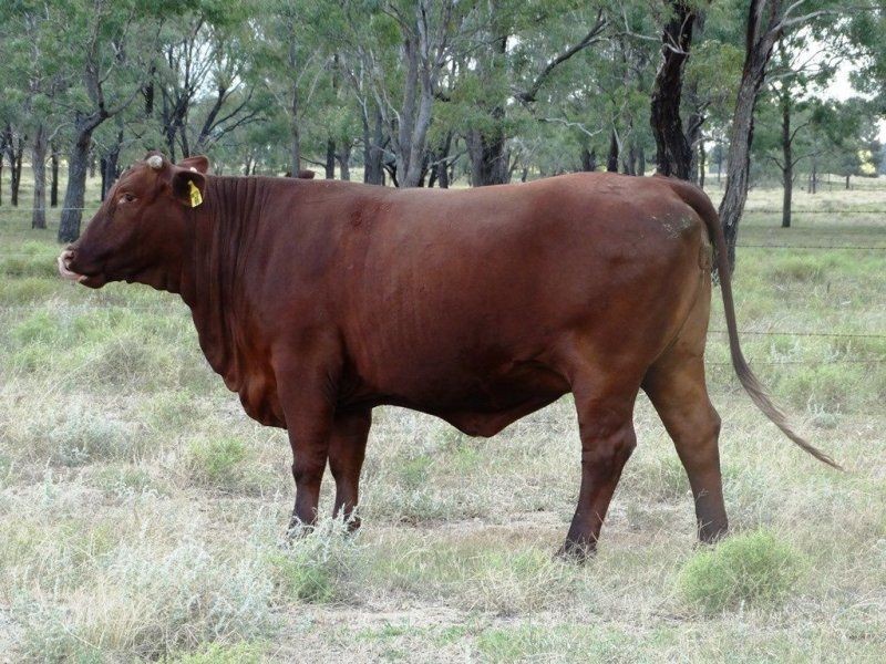 1194 ACRES 567 Hopeland School Road, Chinchilla QLD 4413