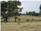 1194 ACRES 567 Hopeland School Road, Chinchilla QLD 4413
