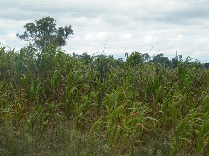 110 ACRES – Quirks Road, Chinchilla QLD 4413