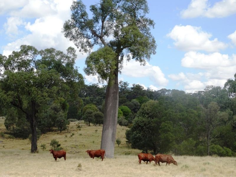 2427 ACRES “Carinya”,Gurulmundi Road, Wandoan QLD 4419