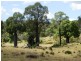 2427 ACRES “Carinya”,Gurulmundi Road, Wandoan QLD 4419