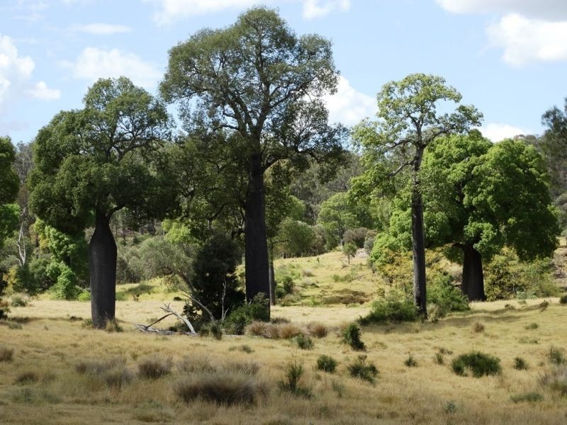 2427 ACRES “Carinya”,Gurulmundi Road, Wandoan QLD 4419
