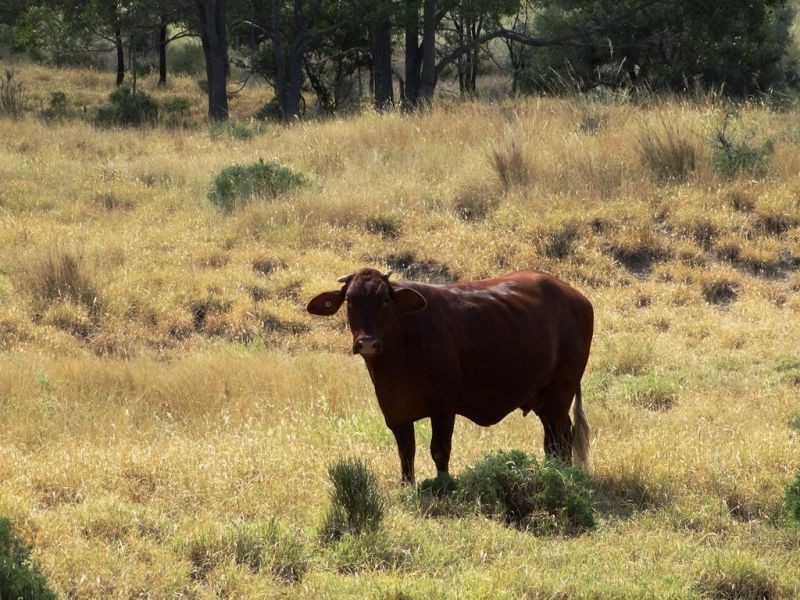 2427 ACRES “Carinya”,Gurulmundi Road, Wandoan QLD 4419