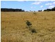 2427 ACRES “Carinya”,Gurulmundi Road, Wandoan QLD 4419