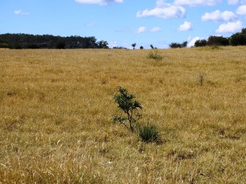 2427 ACRES “Carinya”,Gurulmundi Road, Wandoan QLD 4419
