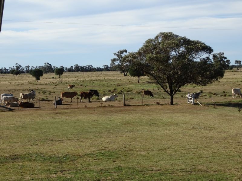 151 ACRES – 257 A McIntyres Road, Chinchilla QLD 4413