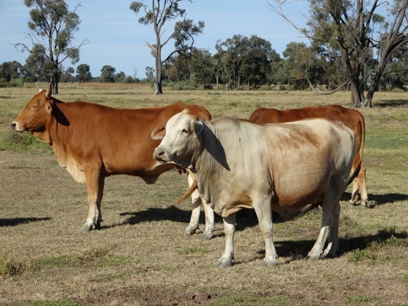151 ACRES – 257 A McIntyres Road, Chinchilla QLD 4413