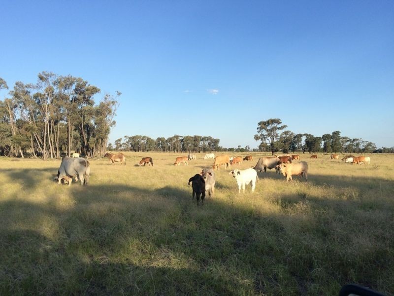 151 ACRES – 257 A McIntyres Road, Chinchilla QLD 4413