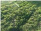 151 ACRES – 257 A McIntyres Road, Chinchilla QLD 4413