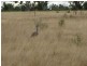22 ACRES – Lot 2 Dawson Gates Road, Chinchilla QLD 4413
