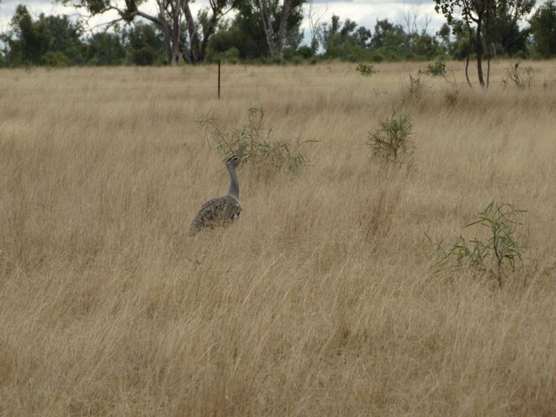 22 ACRES – Lot 2 Dawson Gates Road, Chinchilla QLD 4413