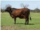 22 ACRES – Lot 2 Dawson Gates Road, Chinchilla QLD 4413