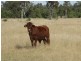22 ACRES – Lot 2 Dawson Gates Road, Chinchilla QLD 4413