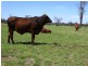 22 ACRES – Lot 2 Dawson Gates Road, Chinchilla QLD 4413
