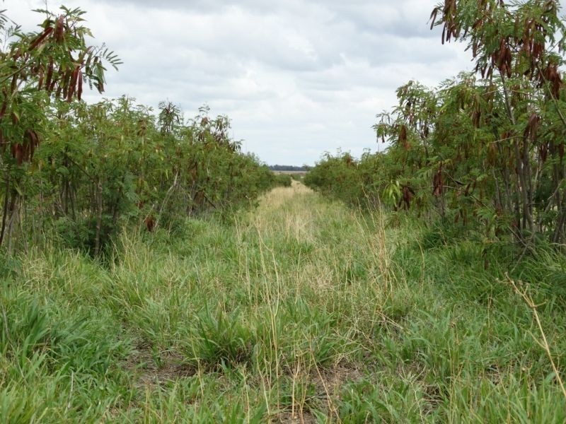 Lot 1 Wolski’s Road, Warra QLD 4411