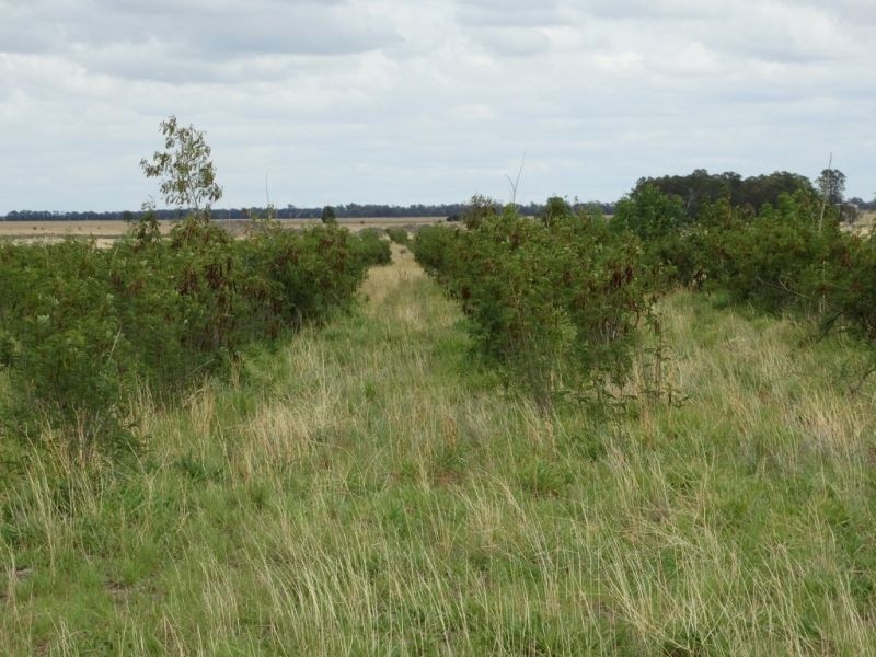 Lot 1 Wolski’s Road, Warra QLD 4411