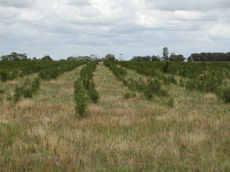 Lot 1 Wolski’s Road, Warra QLD 4411