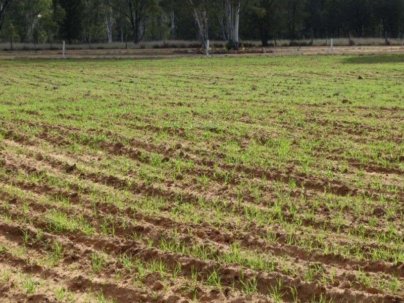 200 ACRES 2288 Burra Burri Creek Road, Chinchilla QLD 4413