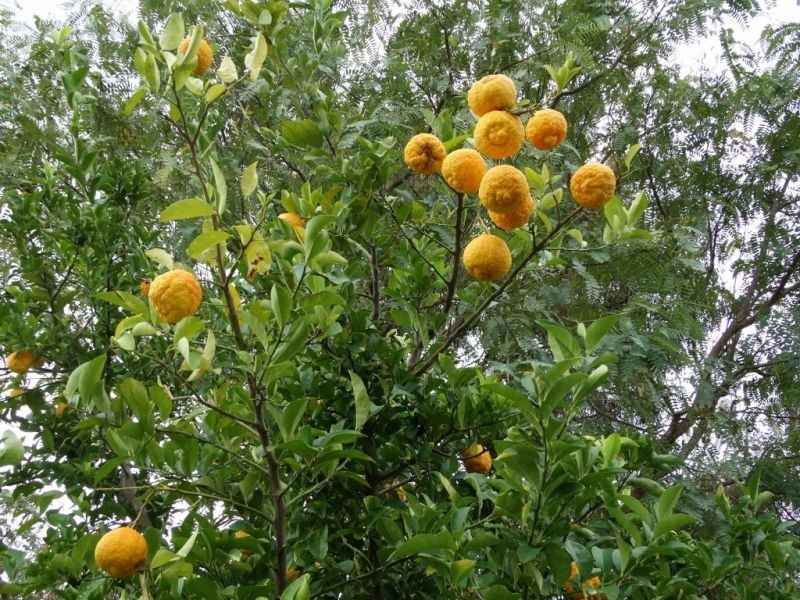 200 ACRES 2288 Burra Burri Creek Road, Chinchilla QLD 4413