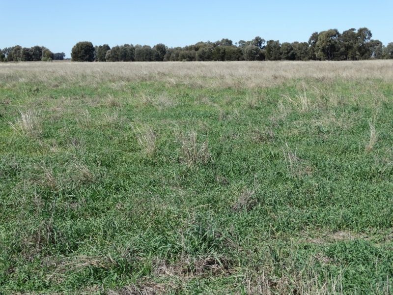 333 ACRES Canaga Park, Chinchilla QLD 4413