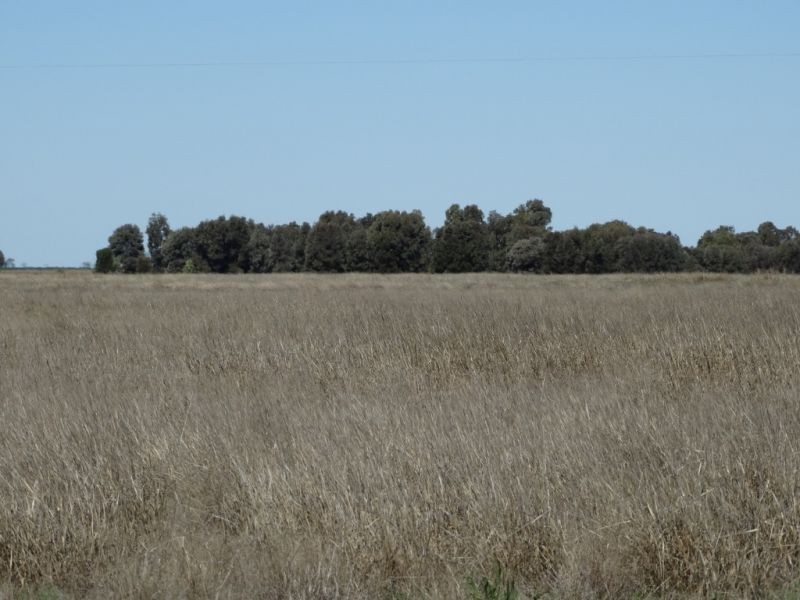 333 ACRES Canaga Park, Chinchilla QLD 4413