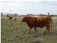 690 ACRES – 27486 Warrego Highway, Chinchilla QLD 4413