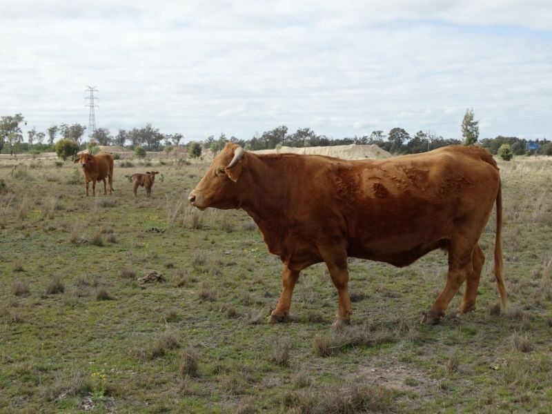 690 ACRES – 27486 Warrego Highway, Chinchilla QLD 4413