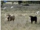 690 ACRES – 27486 Warrego Highway, Chinchilla QLD 4413