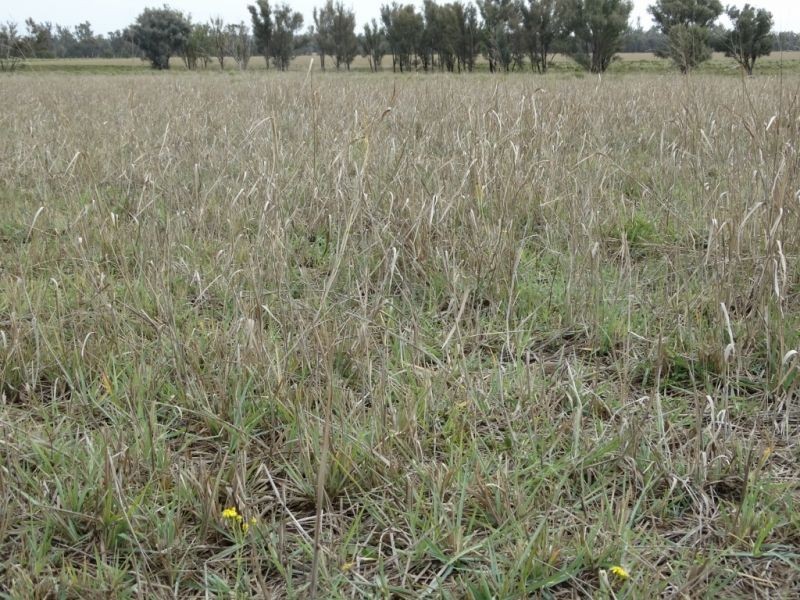 345 ACRES – 1002 Chinchilla Tara Road, Chinchilla QLD 4413