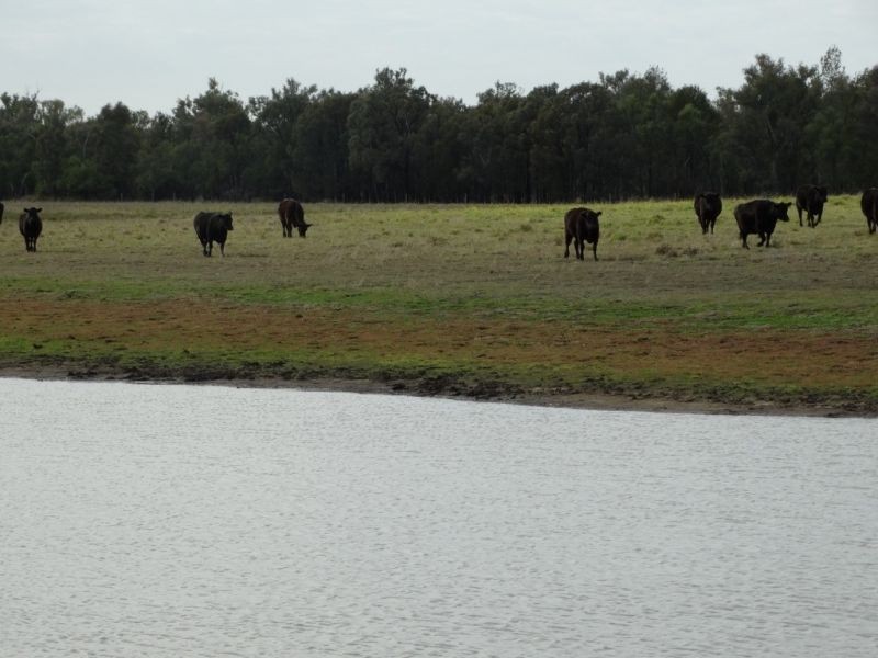 345 ACRES – 1002 Chinchilla Tara Road, Chinchilla QLD 4413