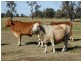 151 ACRES Brigalow District, Chinchilla QLD 4413