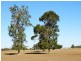 151 ACRES Brigalow District, Chinchilla QLD 4413