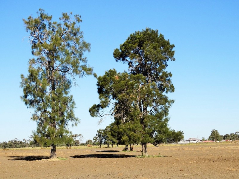 151 ACRES Brigalow District, Chinchilla QLD 4413