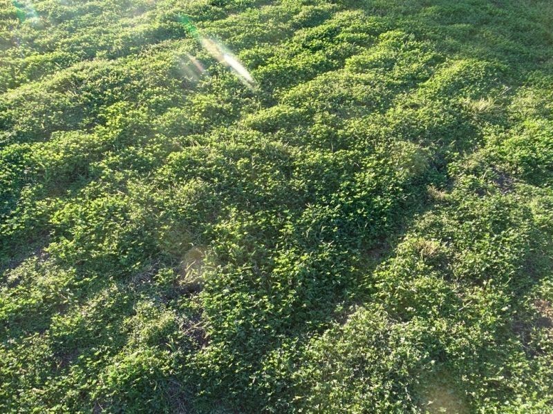 151 ACRES Brigalow District, Chinchilla QLD 4413